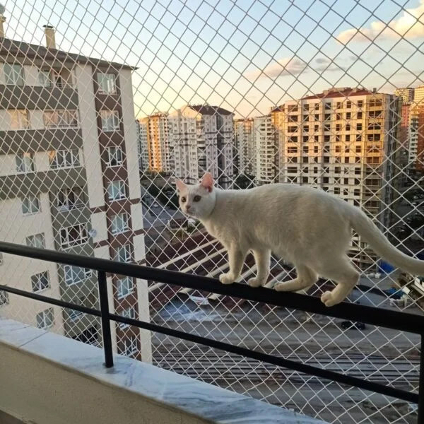 Mardin Kedi Filesi